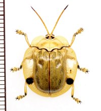 ハムシの一種　Chrysomelidae species　 ベトナム北東部