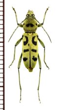 トラカミキリの一種　Clytini species　ベトナム中部