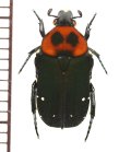 ホソコハナムグリの一種　Glycyphana guadricolor huyghei　ベトナム南部