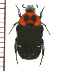 ホソコハナムグリの一種　Glycyphana guadricolor huyghei　ベトナム南部