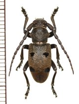 カミキリムシの一種　Herophila tristis　♂　ギリシャ