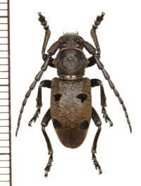 カミキリムシの一種　Herophila tristis　♂　ギリシャ