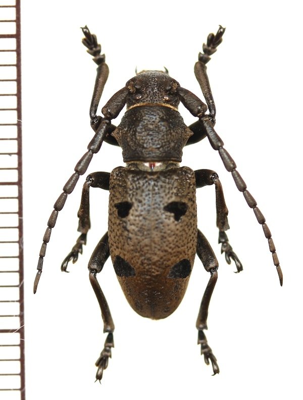 画像1: カミキリムシの一種　Herophila tristis　♂　ギリシャ