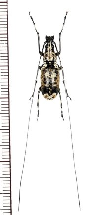 ヒゲナガゾウムシの一種　Mecotropis sp.　♂　ベトナム北西部