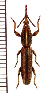 ミツギリゾウムシの一種　Brentidae species　ベトナム南部