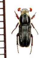 アリノスハナムグリの一種　Plagiochilus joveri　♀　トーゴ