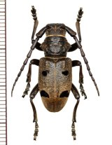 カミキリムシの一種　Herophila tristis　♂　ギリシャ