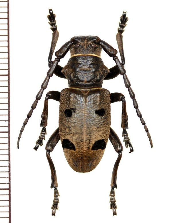 画像1: カミキリムシの一種　Herophila tristis　♂　ギリシャ