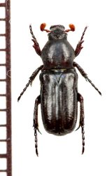 アリノスハナムグリの一種　Aspilus corniger　♂　トーゴ