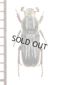 アリノスハナムグリの一種　Plagiochilus joveri　♀　トーゴ
