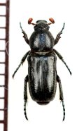 アリノスハナムグリの一種　Aspilus corniger　♂　トーゴ