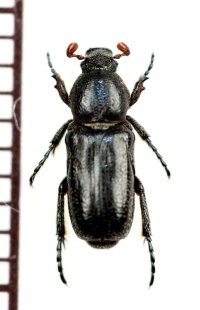 アリノスハナムグリの一種　Aspilus corniger　♂　トーゴ