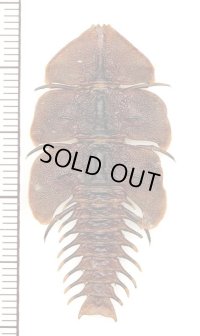 三葉虫型ベニボタルの一種　♀　Platerodrilus sp.　インドネシア(ボルネオ島)
