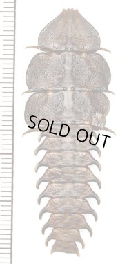 三葉虫型ベニボタルの一種　♀　Platerodrilus sp.　インドネシア(ボルネオ島)
