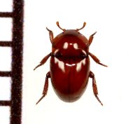 好蟻性カツオブシムシの一種　Thorictus sp.　イラン
