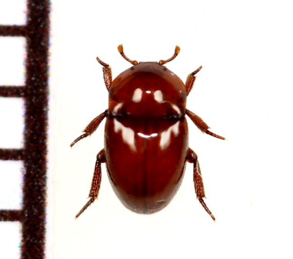 画像1: 好蟻性カツオブシムシの一種　Thorictus sp.　イラン