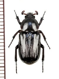 アリノスハナムグリの一種　♀ 　Coenochilus sp.　 ナミビア