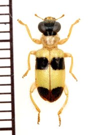 テントウムシ擬態のメダカカッコウムシの一種 　Callimerus latesignatus　ベトナム南部