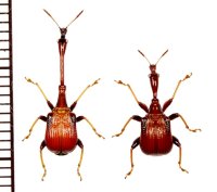 クビナガオトシブミの一種　Trachelophorini species　ペア　 ベトナム南部