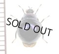 ヨロイバエの一種　Celyphidae species　ベトナム南部