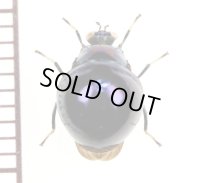 ヨロイバエの一種　Celyphidae species　ベトナム南部