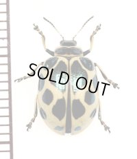 テントウムシ擬態のハムシの一種　Chrysomelid species　 ベトナム南部