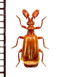 ヒゲブトオサムシの一種　Paussus sp.　南アフリカ共和国