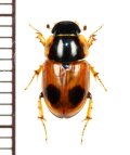 テントウムシ擬態のマグソコガネの一種 　Aphodius bimaculatus　ロシア