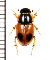 テントウムシ擬態のマグソコガネの一種 　Aphodius bimaculatus　ロシア