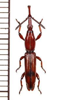ミツギリゾウムシの一種　Brentidae species　ベトナム南部