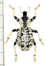 ゾウムシの一種　Rhytidophloeus rothschildi　マダガスカル