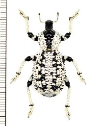 ゾウムシの一種　Rhytidophloeus rothschildi　マダガスカル