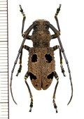 カミキリムシの一種　Morimus inaequalis　♀　インド