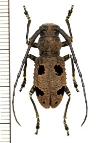 カミキリムシの一種　Morimus inaequalis　♀　インド