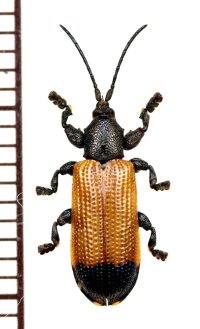 ベニボタル擬態のトゲハムシの一種　Hispinae species　ソロモン諸島（ガダルカナル島）