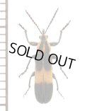 ベニボタル擬態のアケボノゾウムシの一種　Belidae species　アルゼンチン