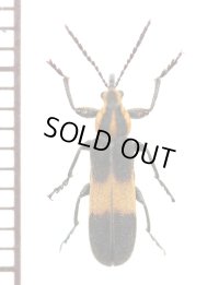 ベニボタル擬態のアケボノゾウムシの一種　Belidae species　アルゼンチン