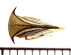 他の写真1: ネズミツノゼミの一種　Nassunia nigrofascia　♀　ペルー