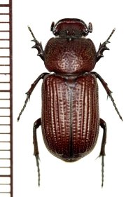 アリノスコカブトの一種　Cryptodus caviceps　オーストラリア