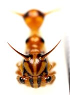 他の写真2: ハチ擬態のハチマガイツノゼミの一種　Heteronotus spinosus　♀　ペルー