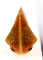 他の写真2: フナガタツノゼミの一種　Cymbomorpha convexa　♂　ペルー