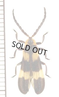 ベニボタルの一種　Calopteron sp.　アルゼンチン