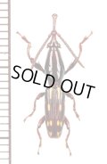 ミツギリゾウムシの一種　 Brentidae species　マレーシア