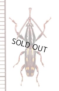 ミツギリゾウムシの一種　 Brentidae species　マレーシア