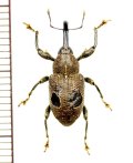 眼状紋を持ったゾウムシの一種　Curculionidae species　ペルー