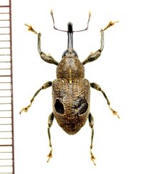 眼状紋を持ったゾウムシの一種　Curculionidae species　ペルー