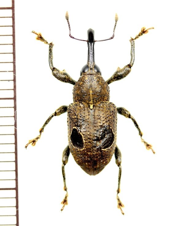 画像1: 眼状紋を持ったゾウムシの一種　Curculionidae species　ペルー
