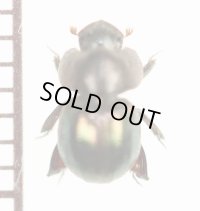 マンマルコガネの一種　Ceratocanthinae species　タイ