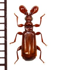 ヒゲブトオサムシ族の一種　Paussus sp.　タンザニア