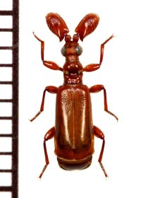ヒゲブトオサムシ族の一種　Paussus sp.　タンザニア